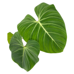Philodendron gloriosum "White Veins" (1)