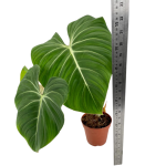 Philodendron gloriosum White Veins wysokość