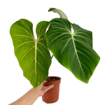 Philodendron gloriosum White Veins - XL