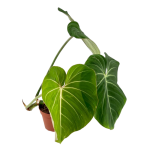 Philodendron gloriosum White Veins - XL