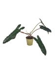 Philodendron atabapoense x billietiae XL