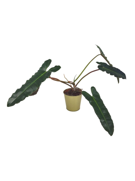 Philodendron atabapoense x billietiae XL