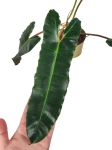 Philodendron atabapoense x billietiae XL