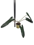 Philodendron atabapoense x billietiae XL