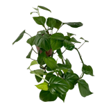 Rhaphidophora pertusa liście