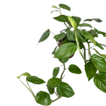 Rhaphidophora pertusa bujny pokrój