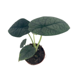 Alocasia melo M