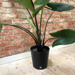 Flori 24 cm czarna