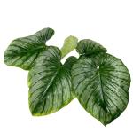 Philodendron mamei silver - XL