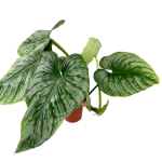 Philodendron mamei silver - XL