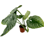 Philodendron mamei silver - XL