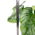 Philodendron mamei silver - XL