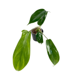 Philodendron florida ghost hybrid M