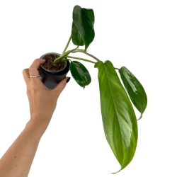  Philodendron florida ghost hybrid - M