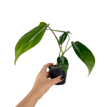 Philodendron florida ghost hybrid M