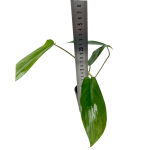 Philodendron florida ghost hybrid M