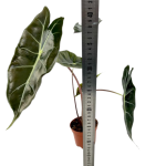 Alocasia Longiloba Watsoniana Purple Veins