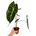 Alocasia Longiloba Watsoniana Purple Veins