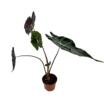 Alocasia Longiloba Watsoniana Purple Veins