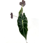 Alocasia Longiloba Watsoniana Purple Veins