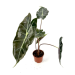 Alocasia Longiloba Watsoniana Purple Veins