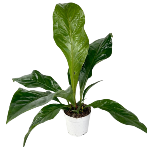 Anthurium elipticum