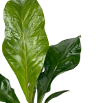 Anthurium elipticum Jungle King
