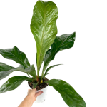 Anthurium elipticum Jungle King