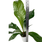 Anthurium elipticum Jungle King