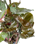 Syngonium Strawberry Ice - XL