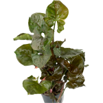 Syngonium Strawberry Ice - XL