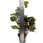 Syngonium Strawberry Ice - XL