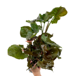 Syngonium Strawberry Ice - XL