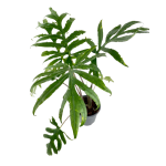 Alocasia branchifolia - XL