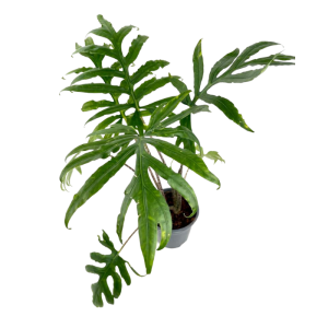 Alocasia branchifolia - XL