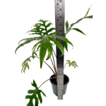 Alocasia branchifolia - XL