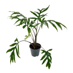 Alocasia branchifolia - XL