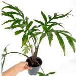 Alocasia branchifolia - XL