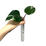 Philodendron White Knight  - cięty szczyt