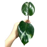 Philodendron White Knight  - cięty szczyt