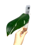 Philodendron White Knight  - cięty węzeł