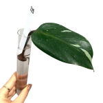 Philodendron White Knight  - cięty węzeł
