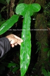 Philodendron hebetatum - zdjęcie z natury