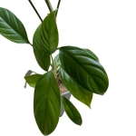 Philodendron hebetatum - matecznik