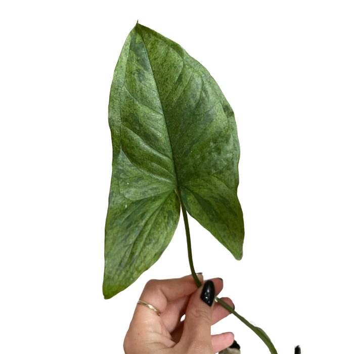 Syngonium mohito - cięty węzeł