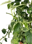 Syngonium-mohito dorosła roślina