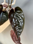 Syngonium erythrophyllum Wild Form