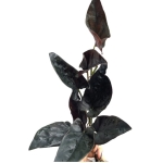 Syngonium erythrophyllum Wild Form