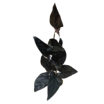 Syngonium erythrophyllum Wild Form