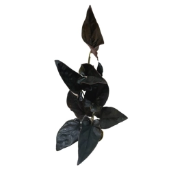 Syngonium erythrophyllum Wild Form (brokatowe) - cięty węzeł